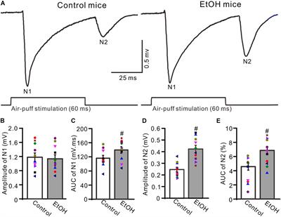 Chronic Ethanol Exposure Enhances Facial Stimulation-Evoked Mossy Fiber–Granule Cell Synaptic Transmission via GluN2A Receptors in the Mouse Cerebellar Cortex